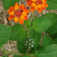 Lantana camara L.